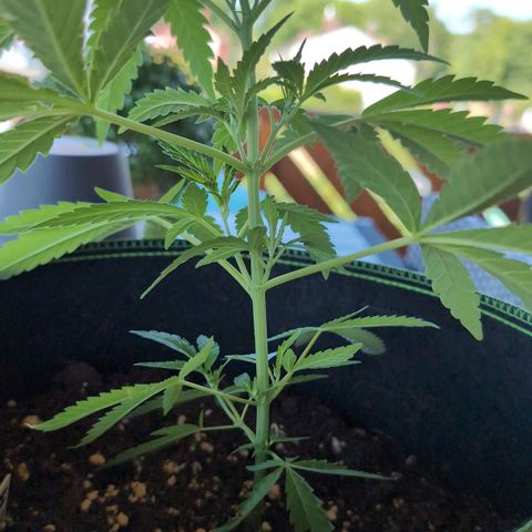 Lemon Shining Silver Haze growlog timeline photo