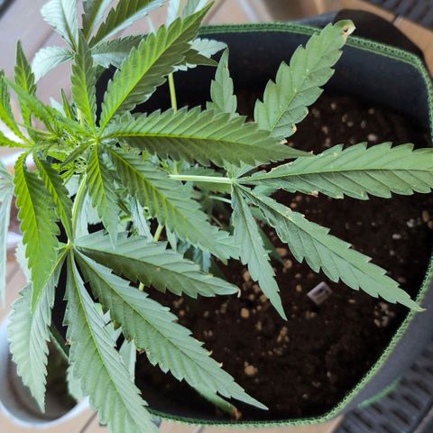 Lemon Shining Silver Haze growlog timeline photo