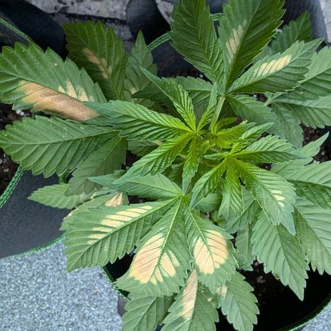 Sour Diesel growlog photo: Anscheinend zu viel Hitze
