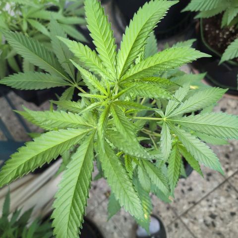 Blue Cheese growlog timeline photo