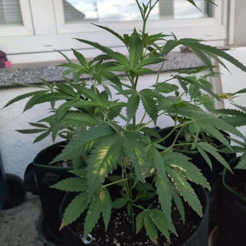 Blue Cheese growlog timeline photo