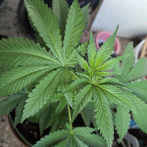 OG Kush growlog timeline photo