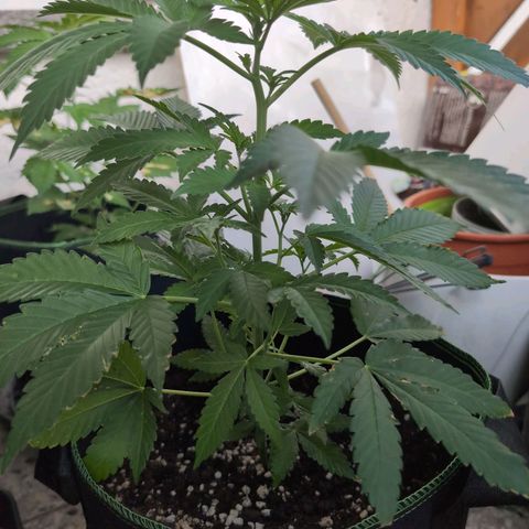 OG Kush growlog timeline photo
