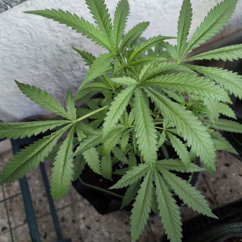 Lemon Shining Silver Haze growlog timeline photo