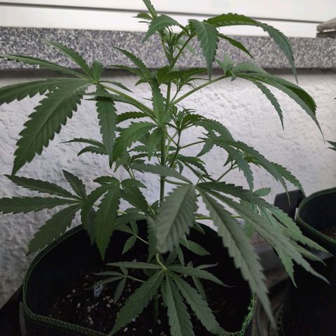 Lemon Shining Silver Haze growlog timeline photo