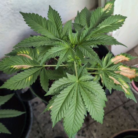 Sour Diesel growlog timeline photo