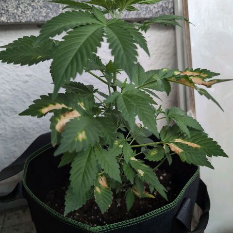 Sour Diesel growlog timeline photo