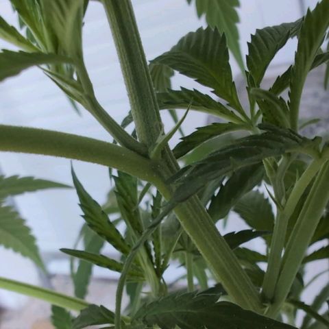 Lemon Shining Silver Haze growlog timeline photo