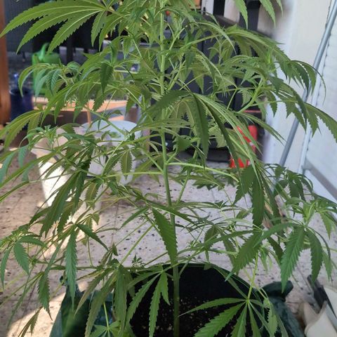 Lemon Shining Silver Haze growlog timeline photo