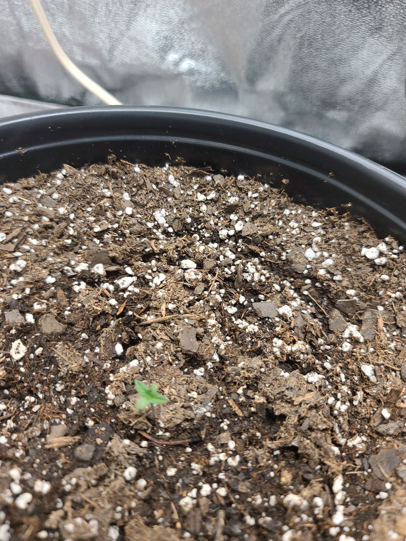 Critical Purple Auto growlog photo 6