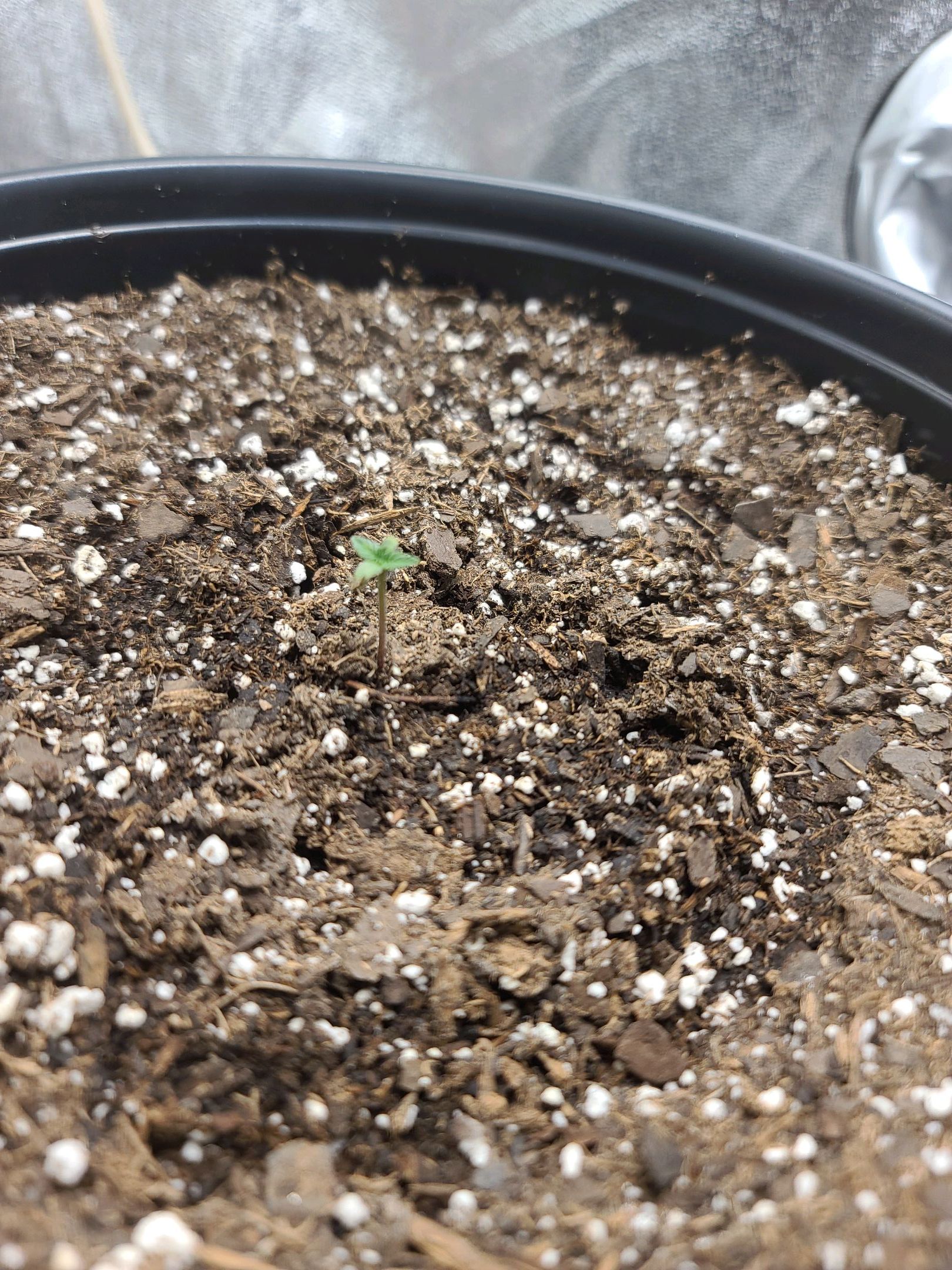 Critical Purple Auto growlog photo 7