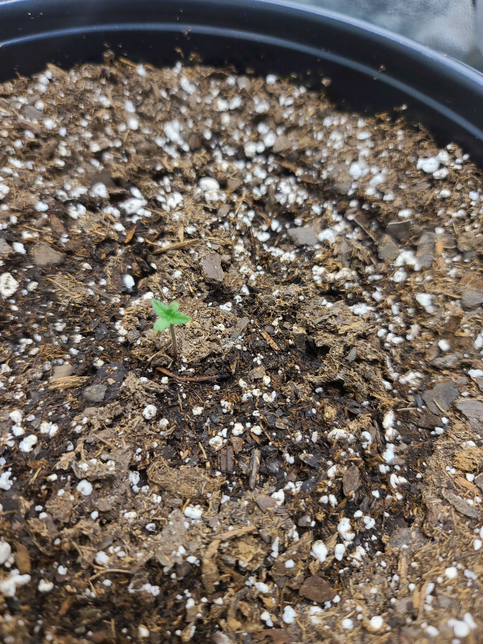 Critical Purple Auto growlog photo 8