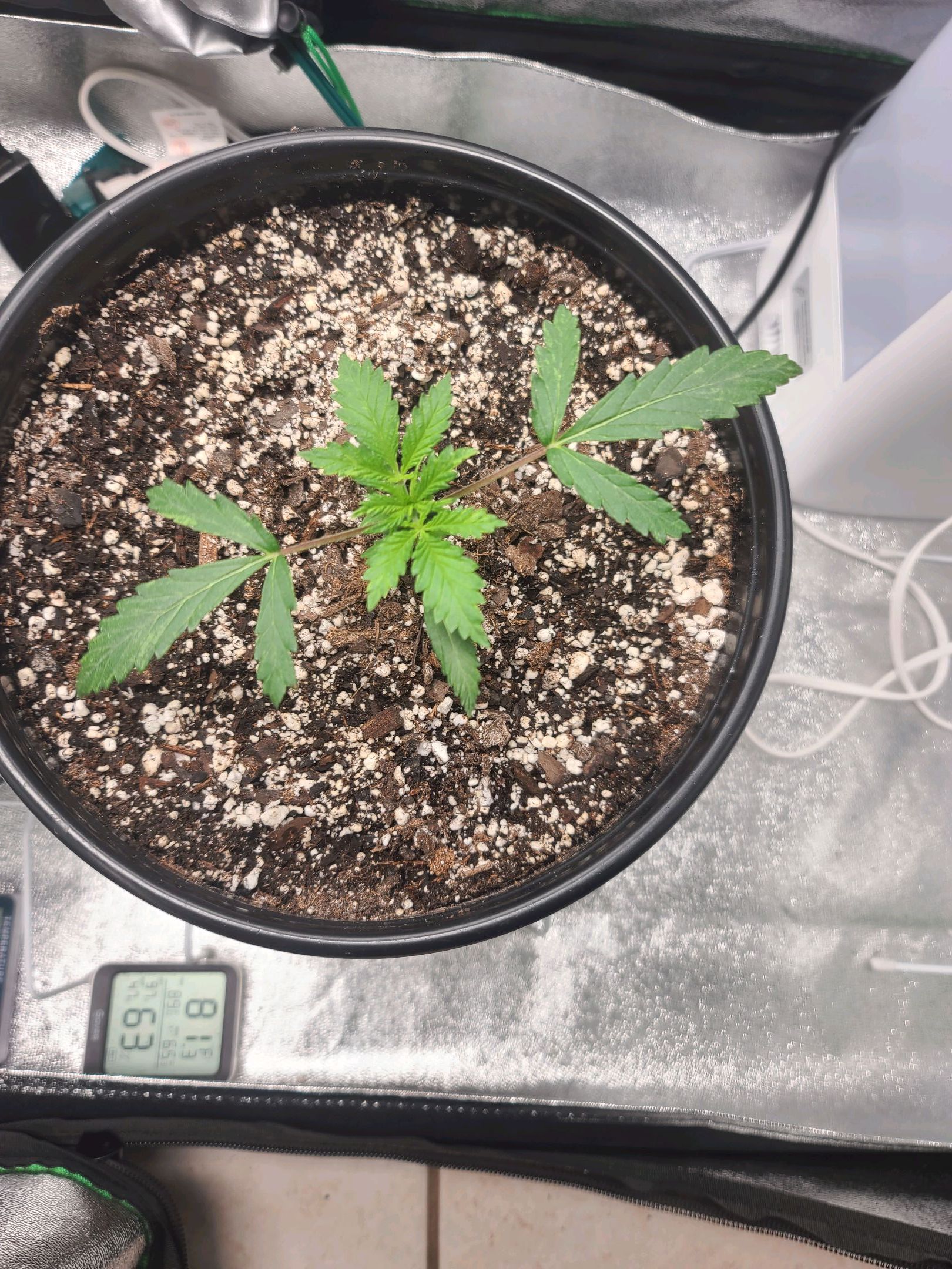 Critical Purple Auto growlog photo 9