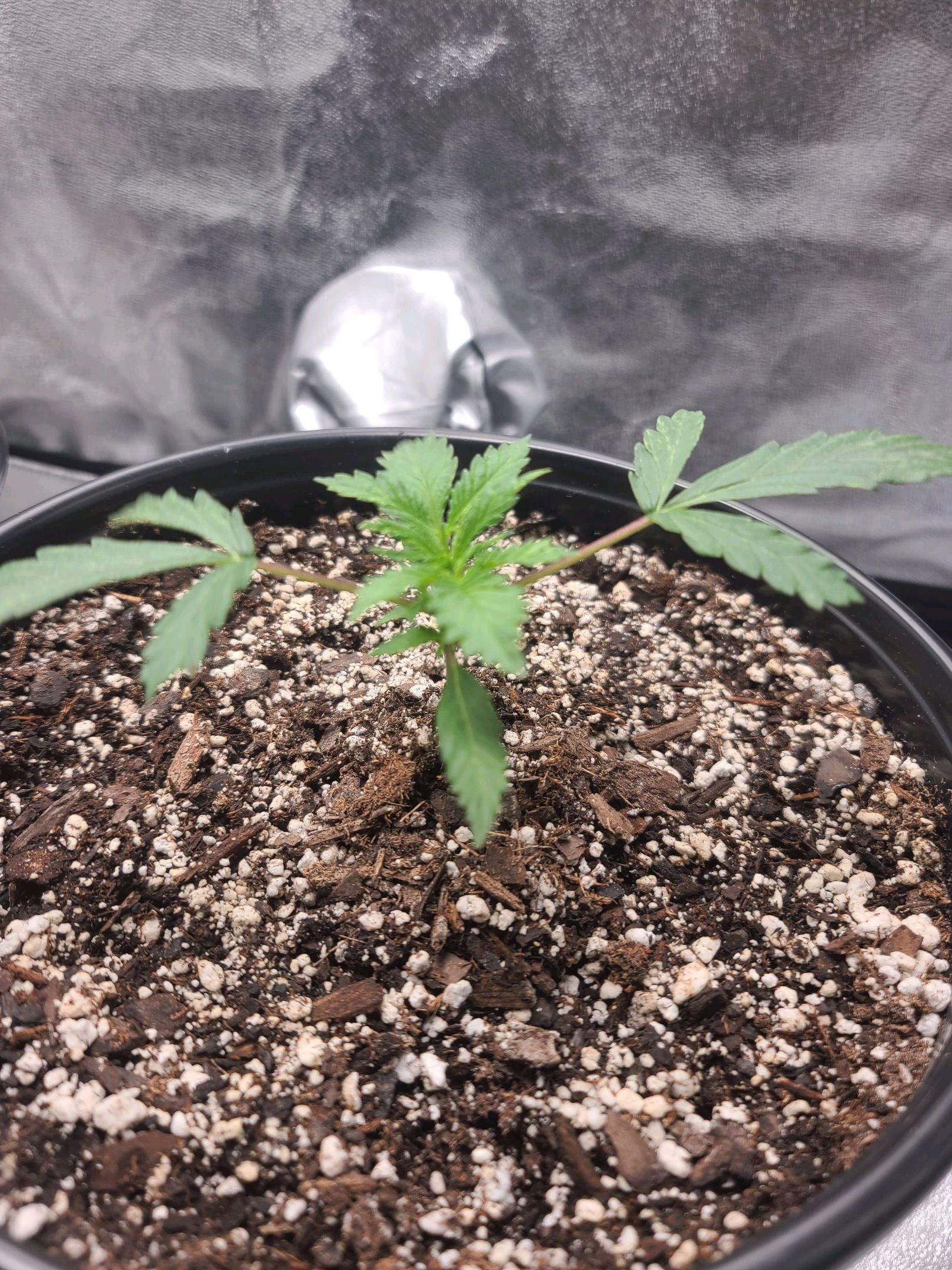 Critical Purple Auto growlog photo 10