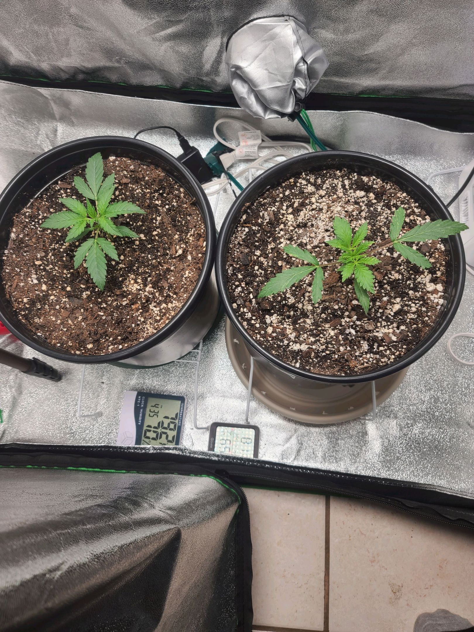 Critical Purple Auto growlog photo 11