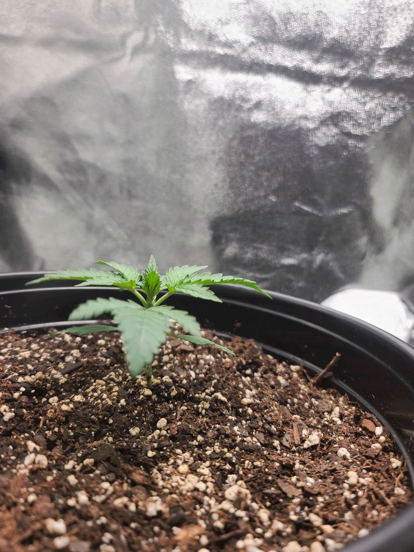 Critical Purple Auto growlog photo 12