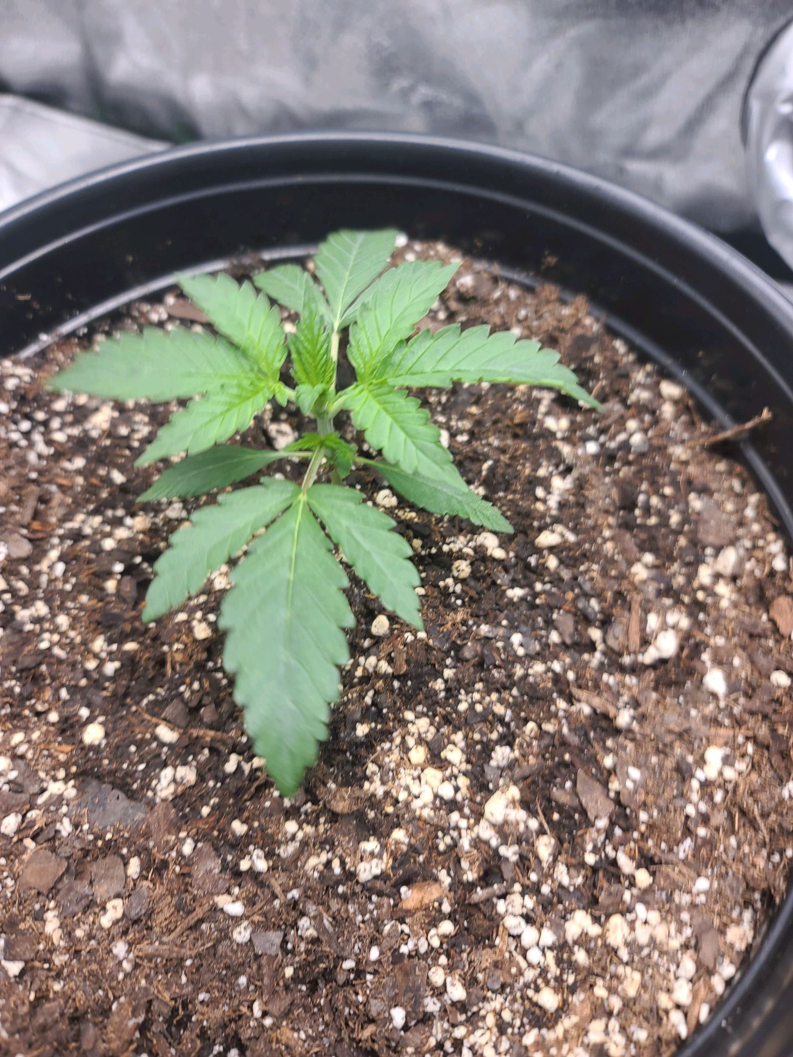 Critical Purple Auto growlog photo 13