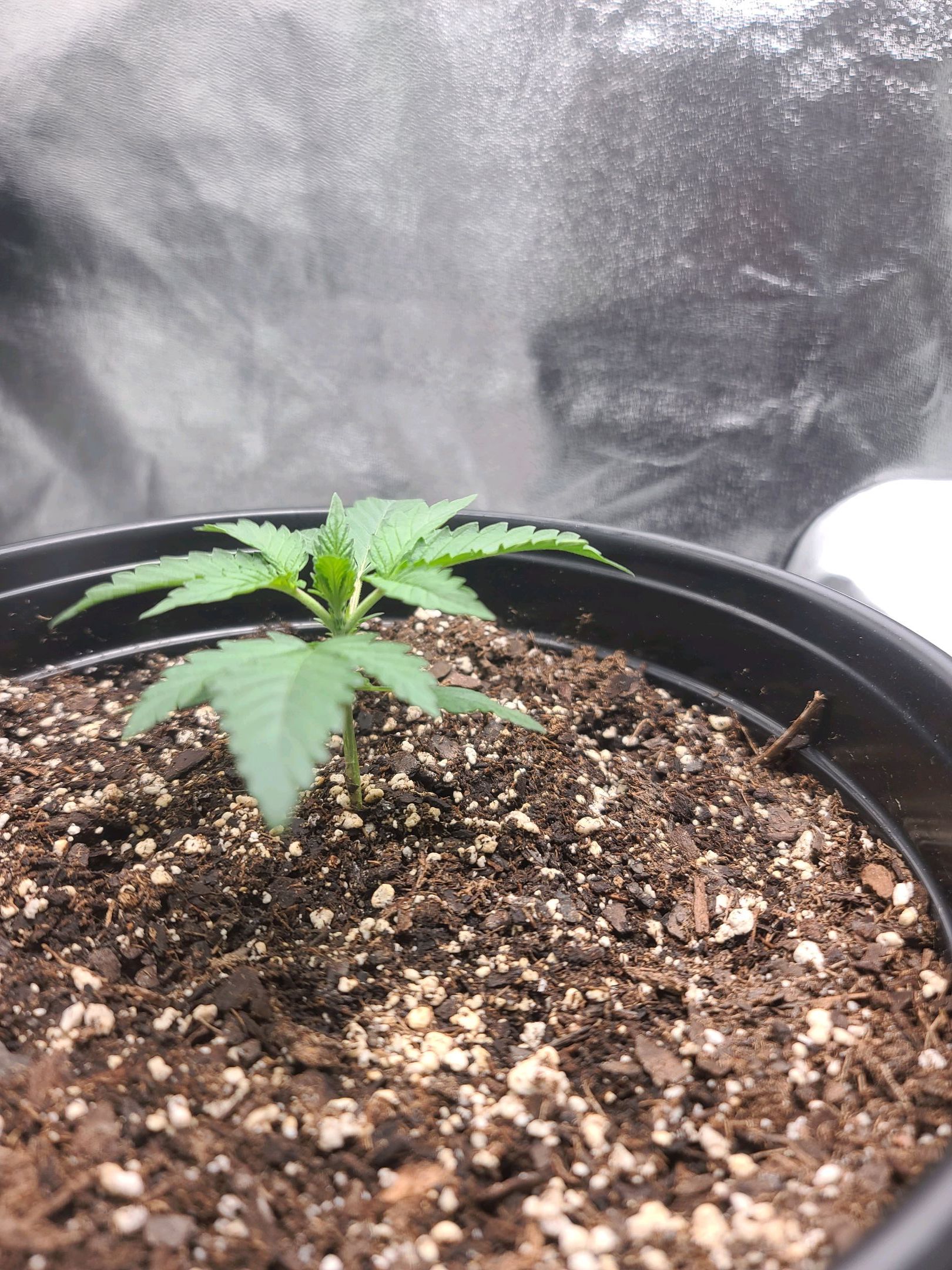 Critical Purple Auto growlog photo 14