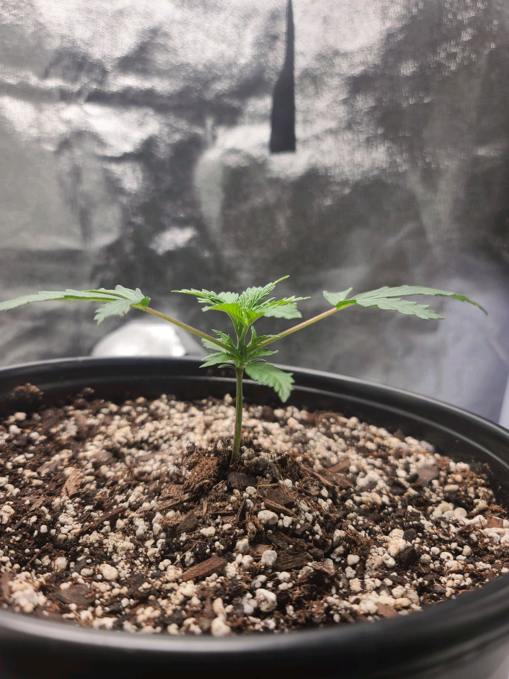 Critical Purple Auto growlog photo 15