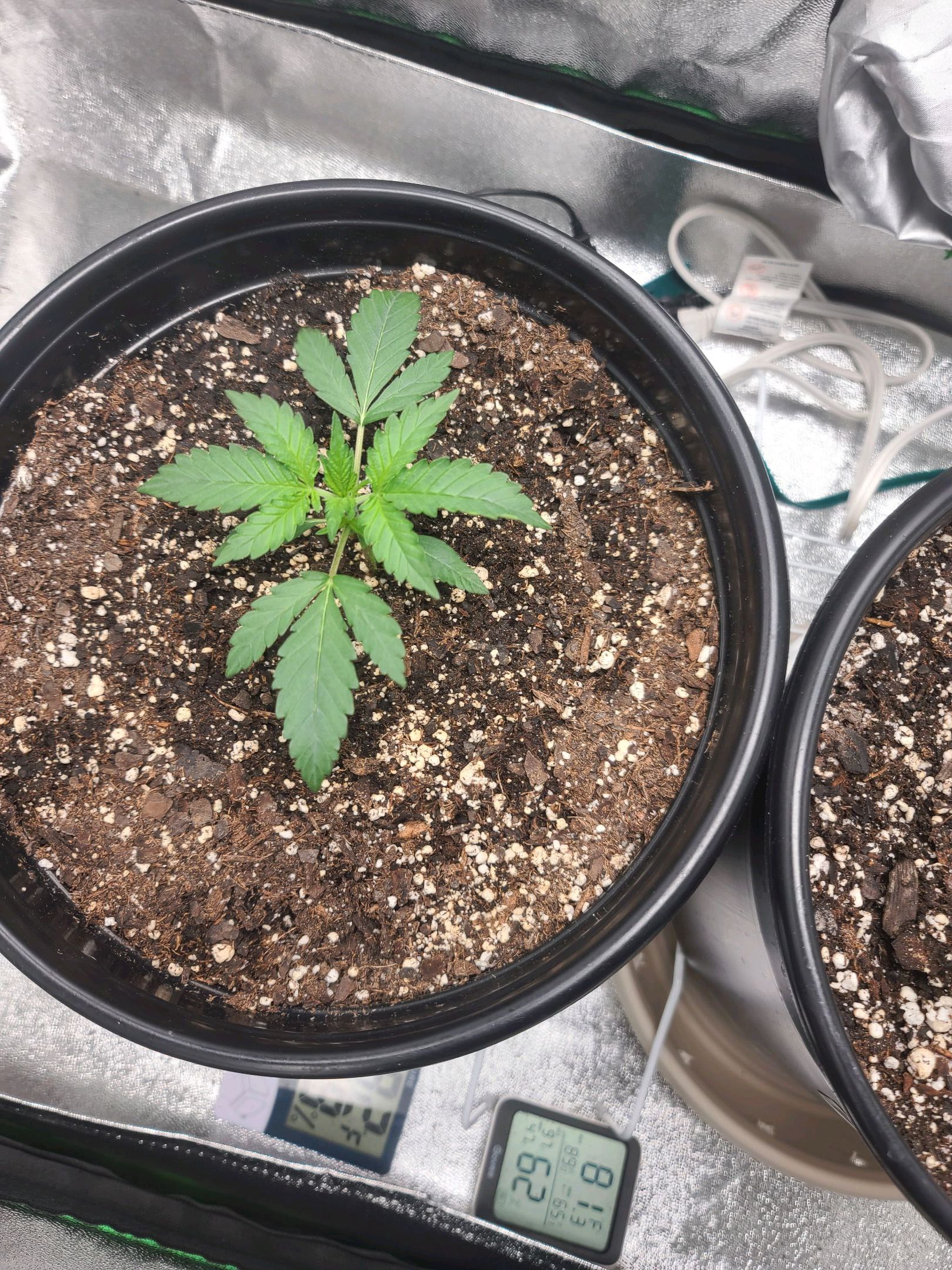 Critical Purple Auto growlog photo 16