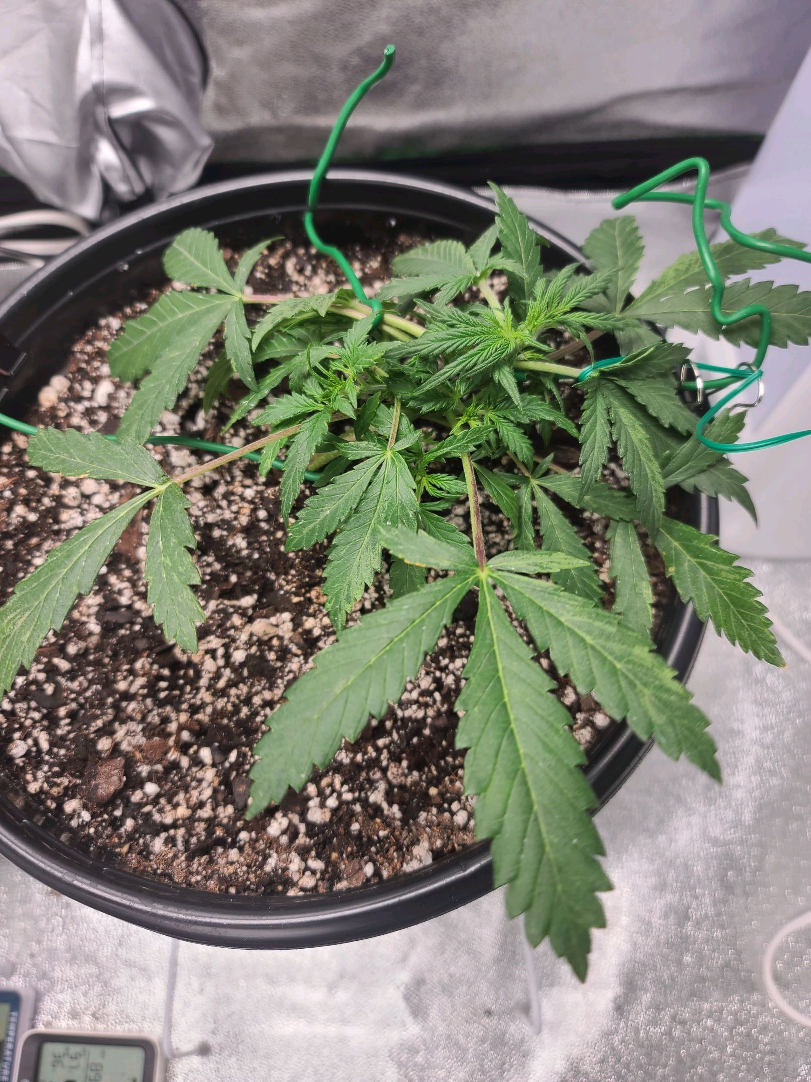 Critical Purple Auto growlog photo 17