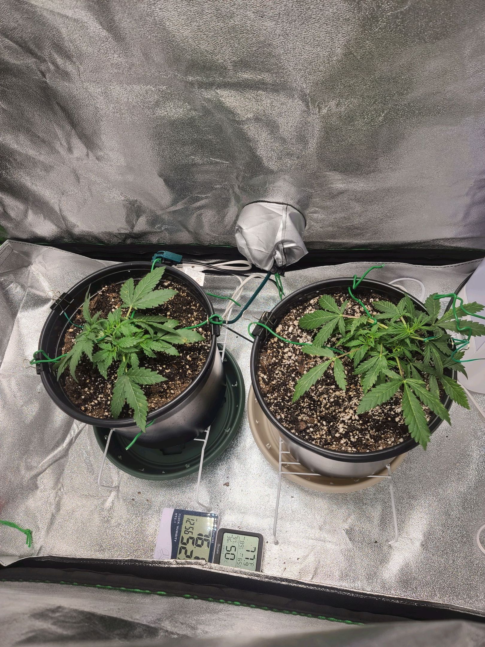 Critical Purple Auto growlog photo 18