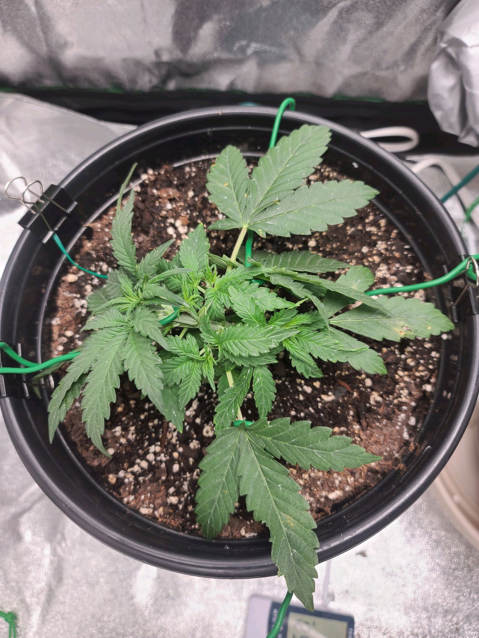 Critical Purple Auto growlog photo 19