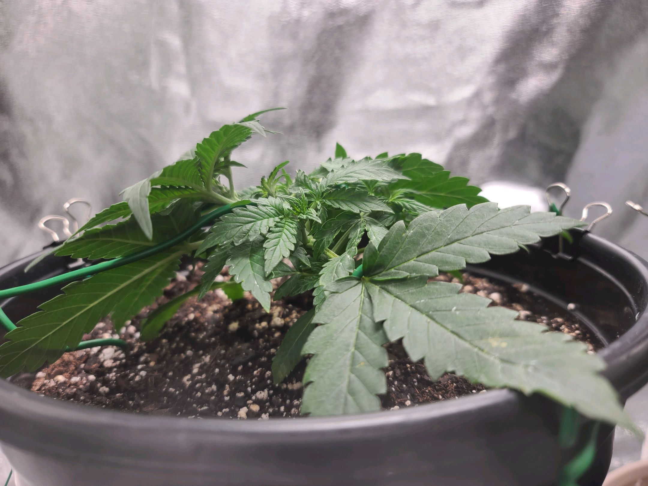 Critical Purple Auto growlog photo 20