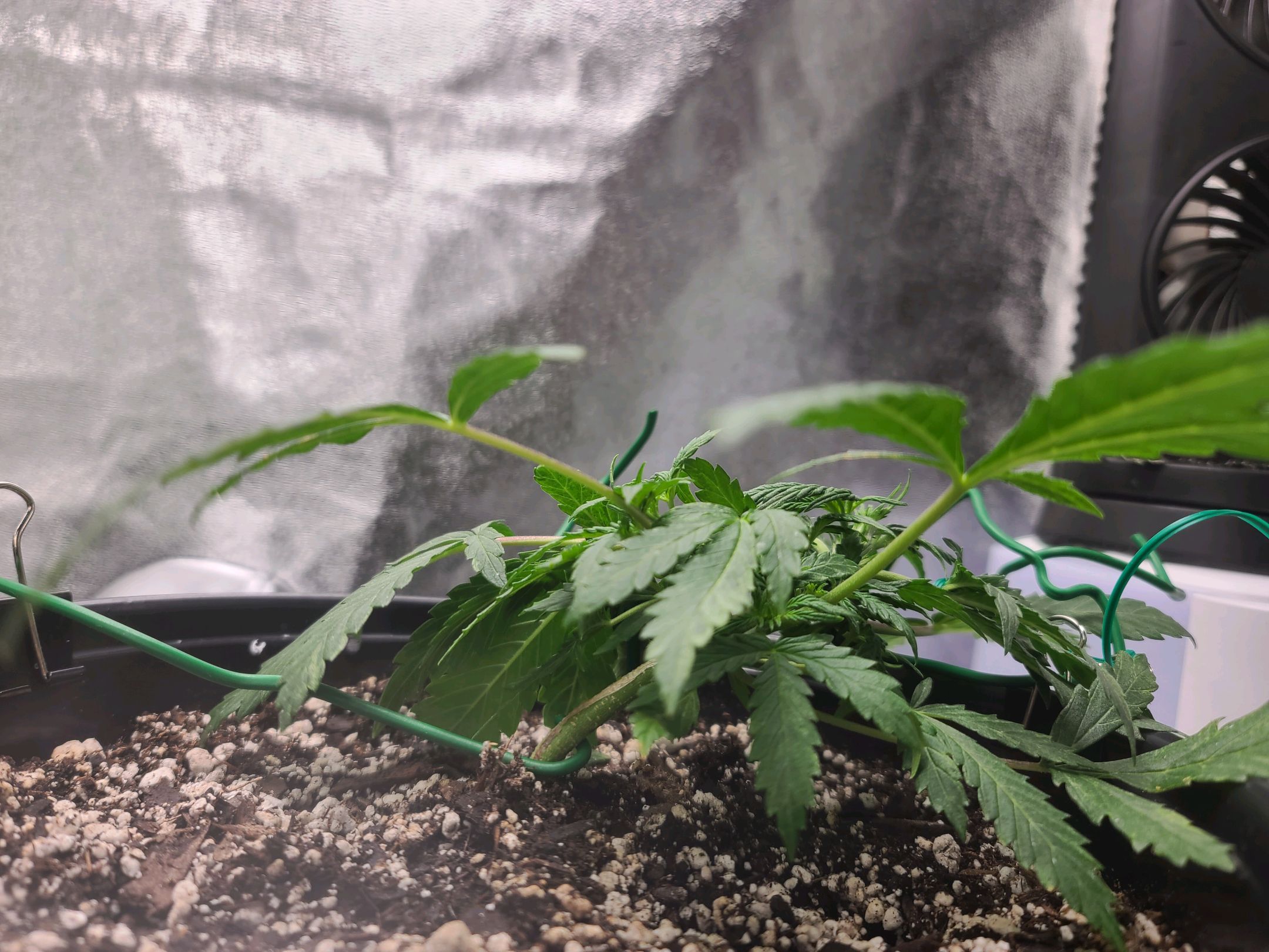 Critical Purple Auto growlog photo 21