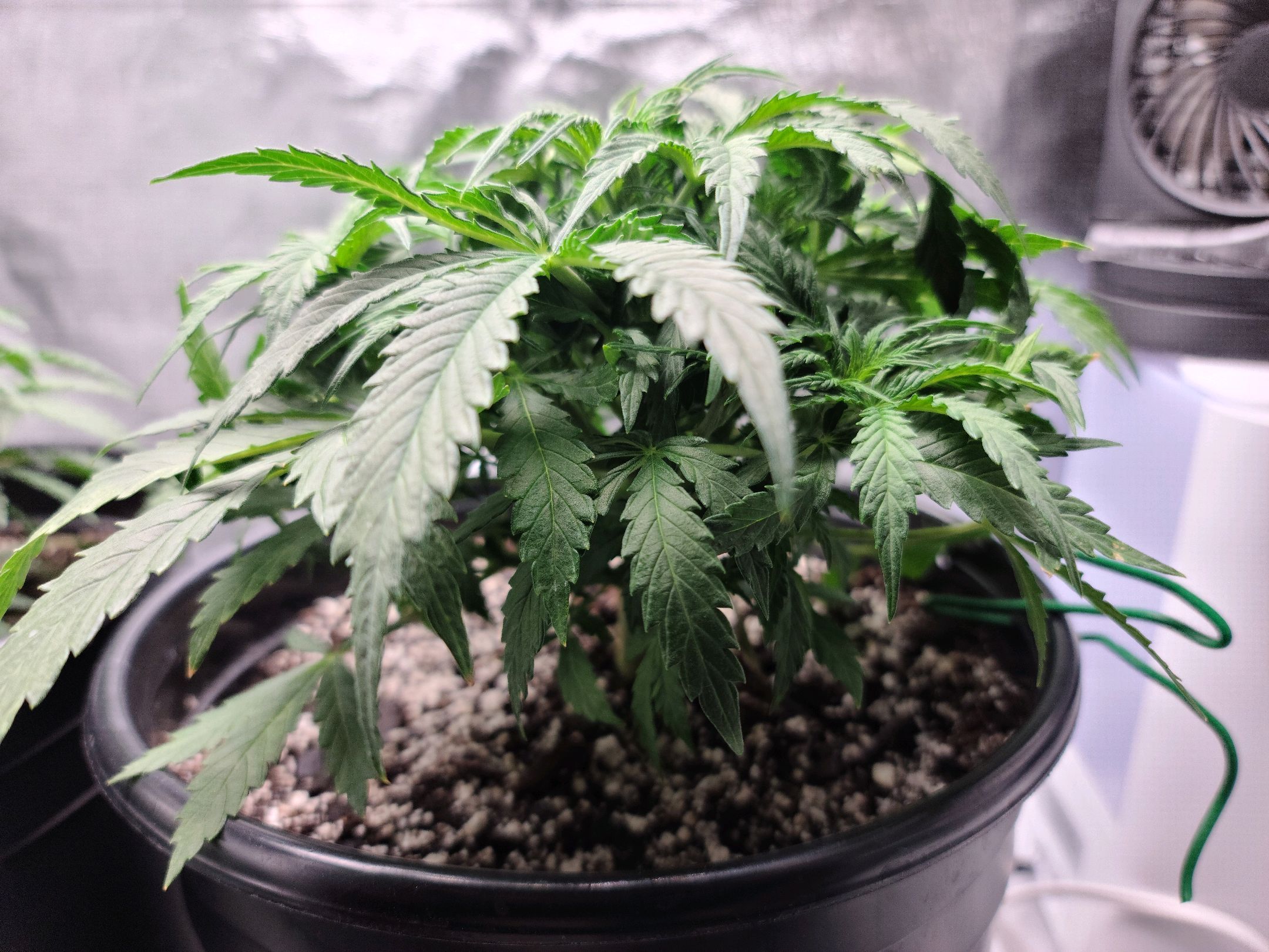 Critical Purple Auto growlog photo 23