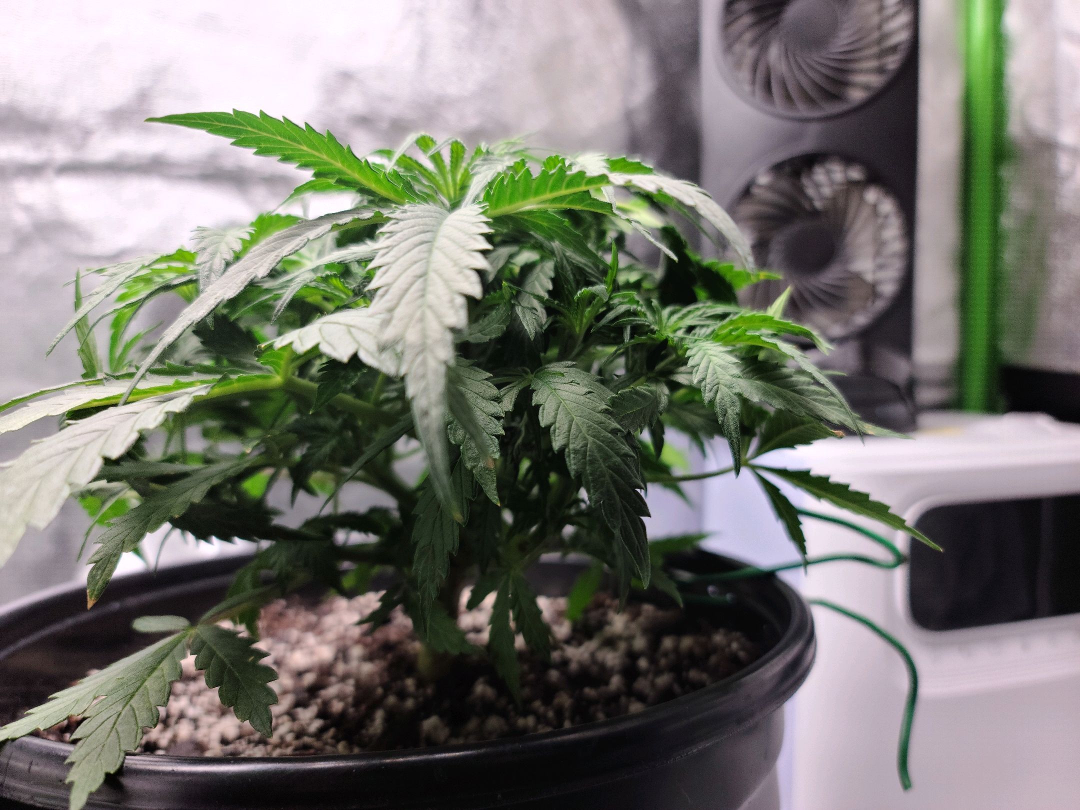 Critical Purple Auto growlog photo 24