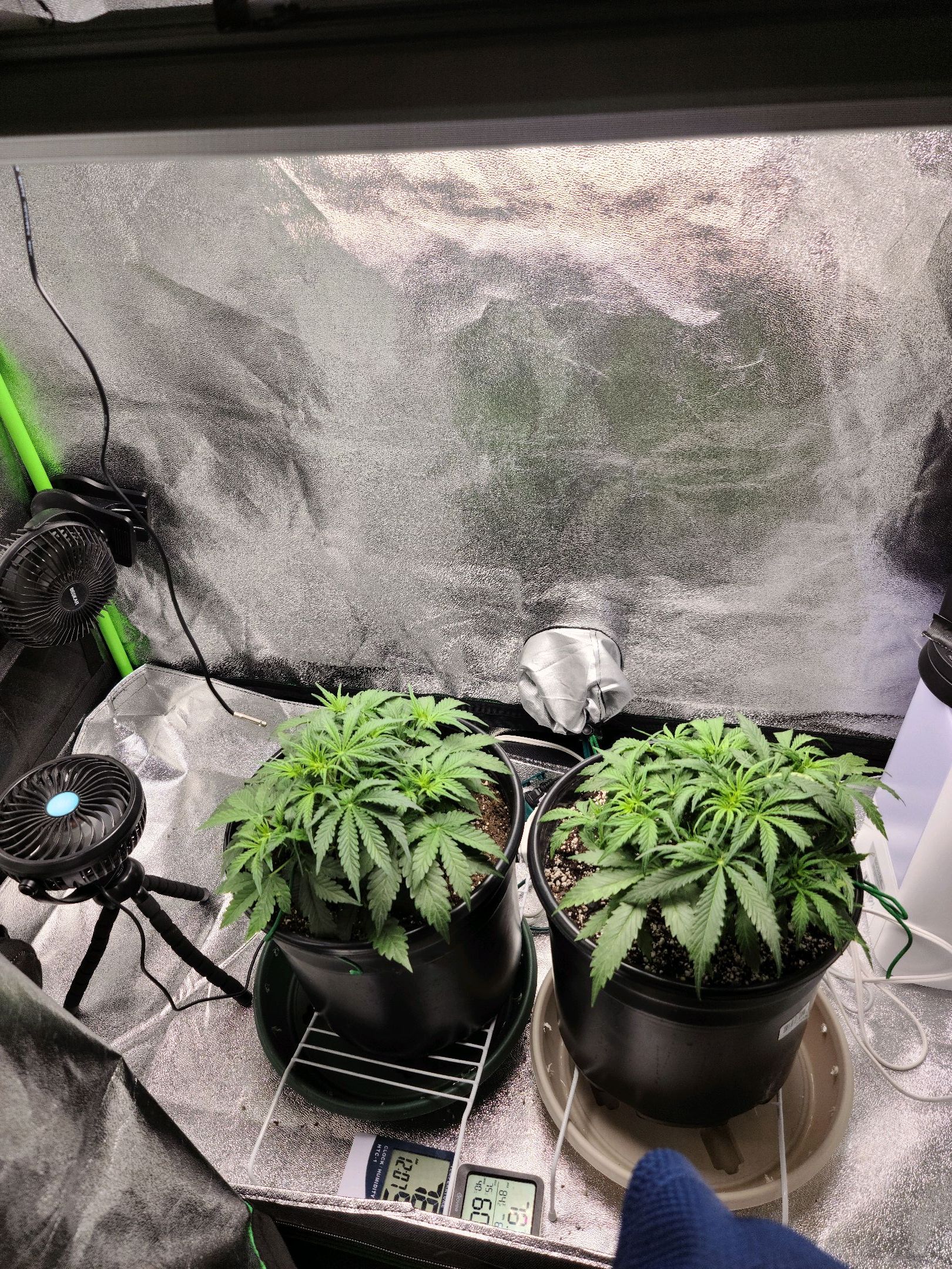 Critical Purple Auto growlog photo 25