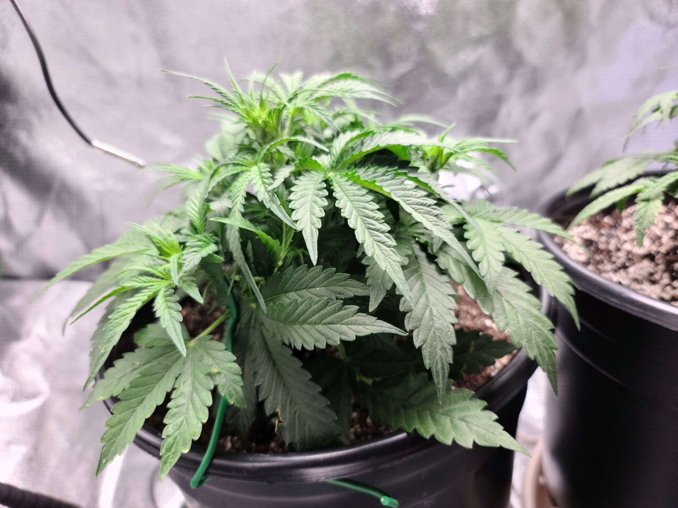 Critical Purple Auto growlog photo 26