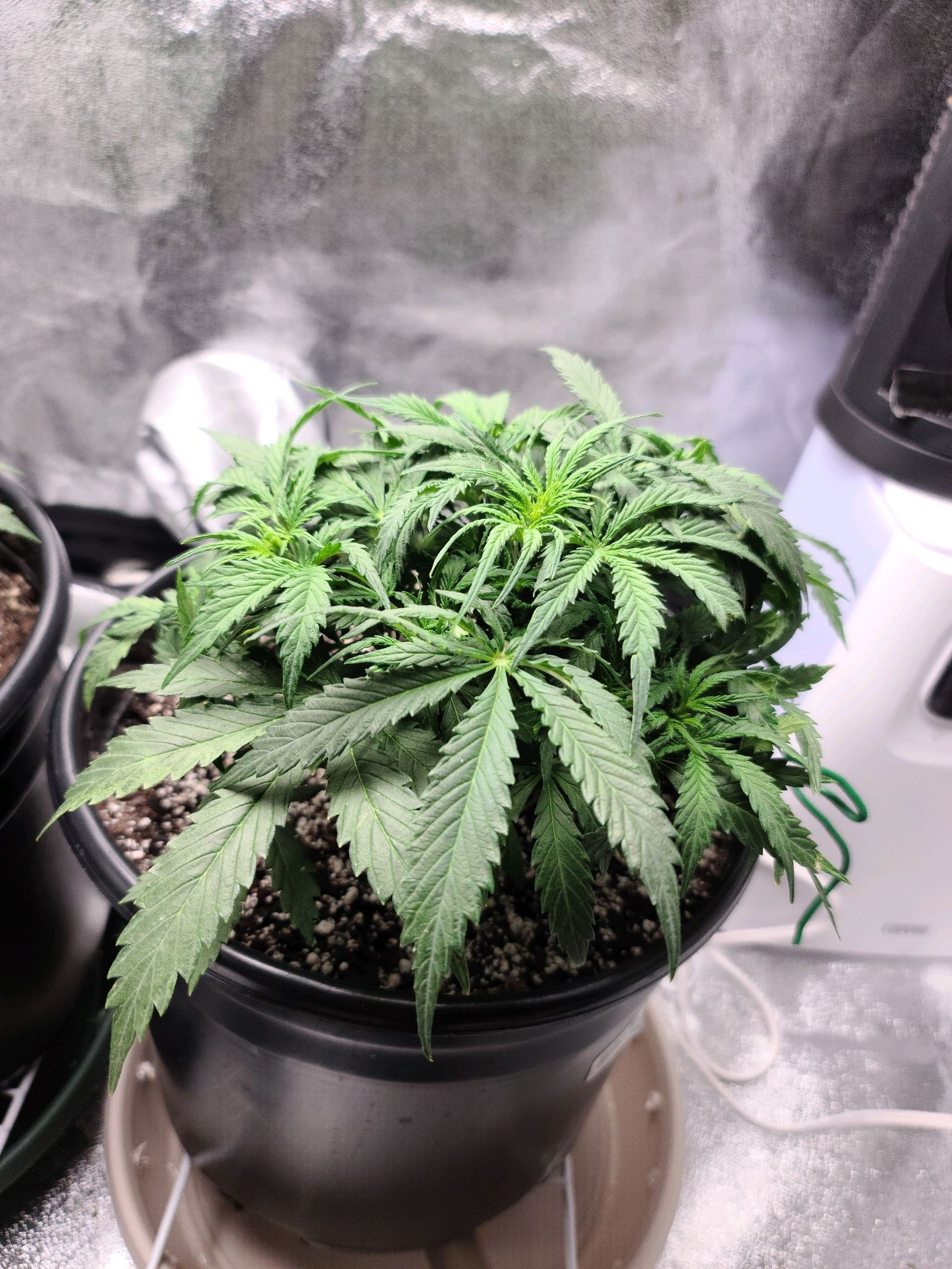 Critical Purple Auto growlog photo 27