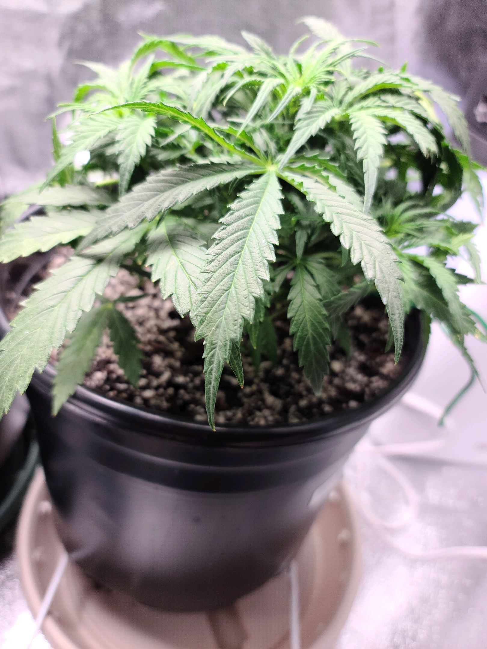 Critical Purple Auto growlog photo 35