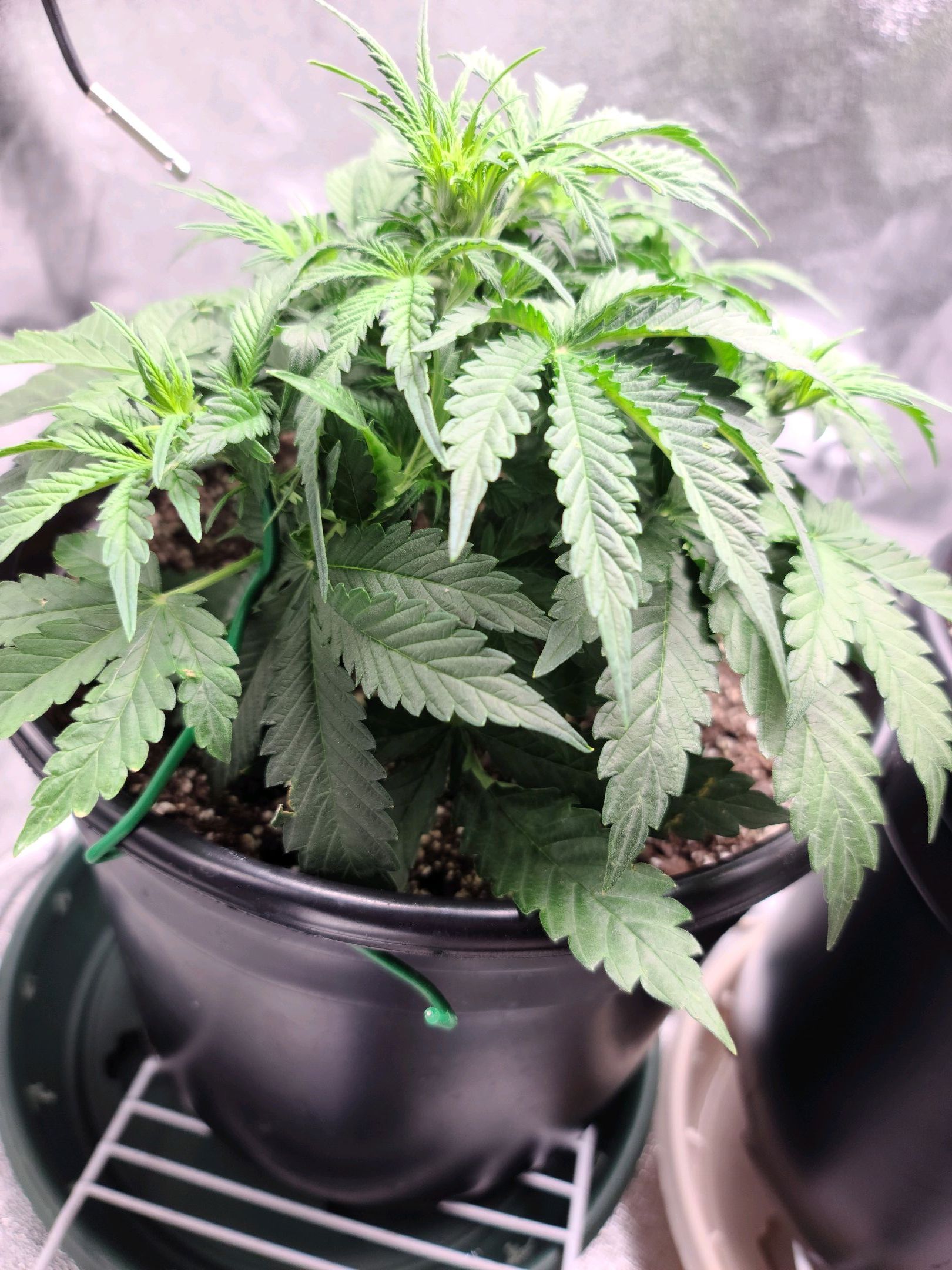 Critical Purple Auto growlog photo 28