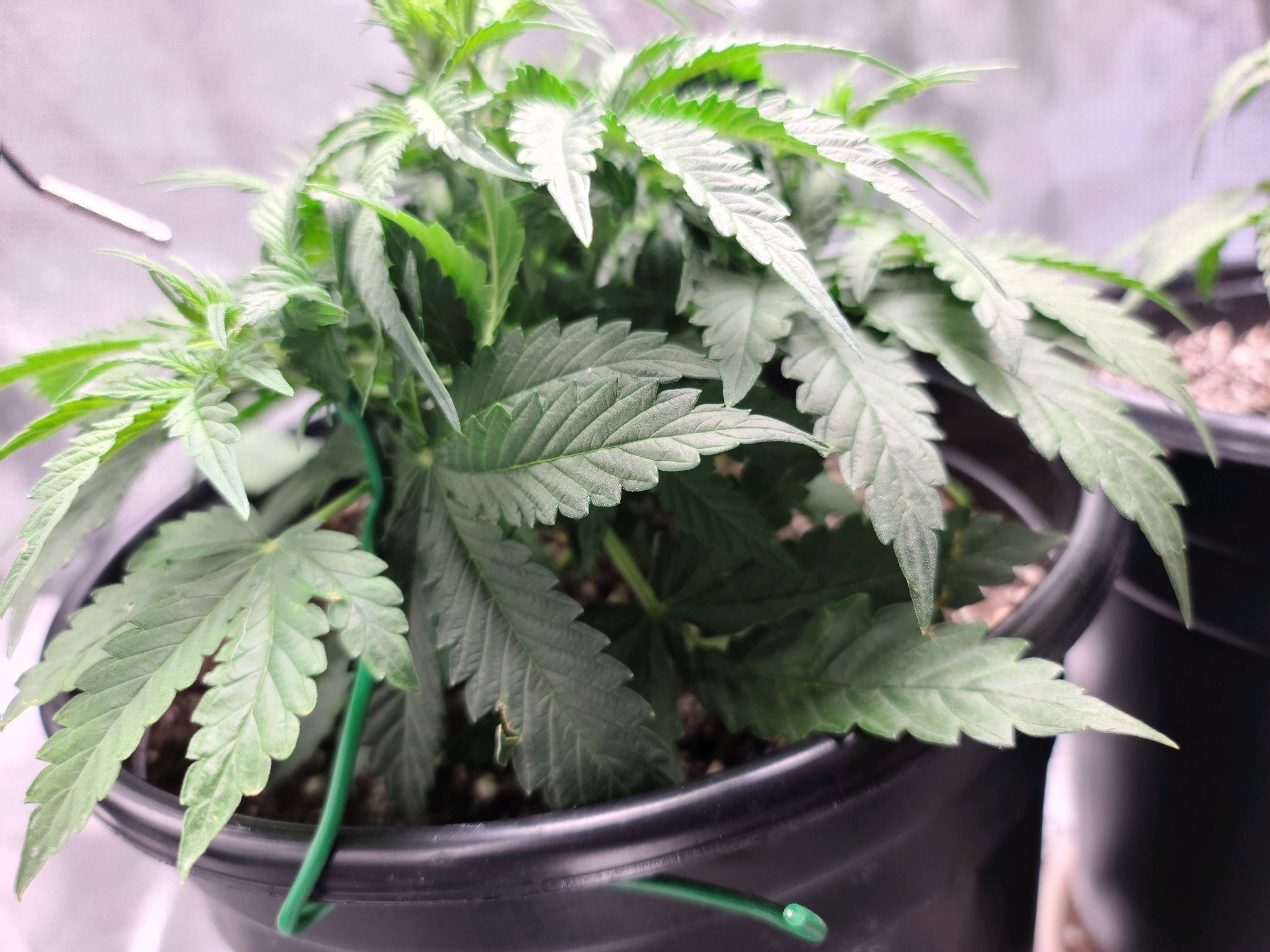 Critical Purple Auto growlog photo 36