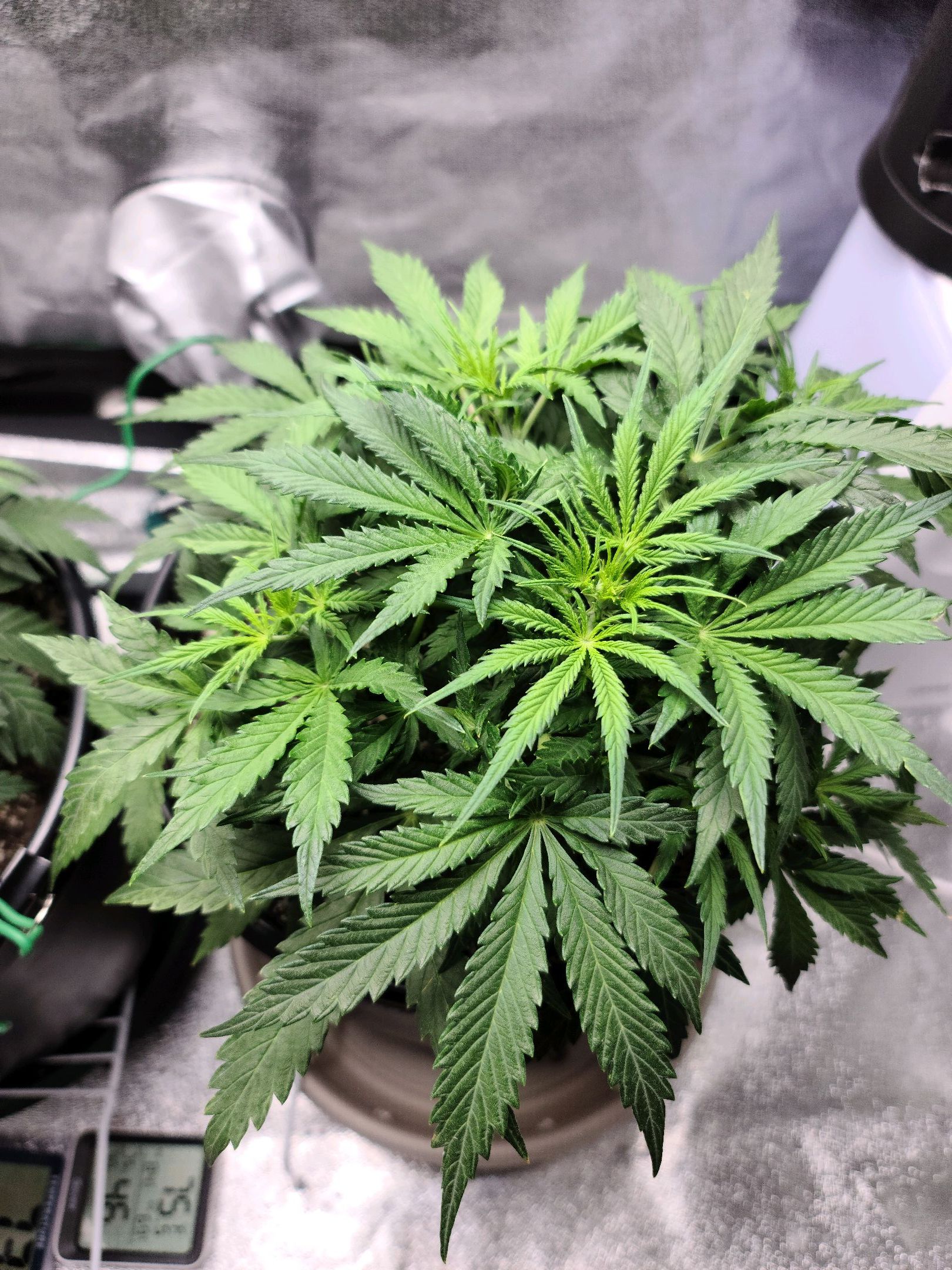 Critical Purple Auto growlog photo 38