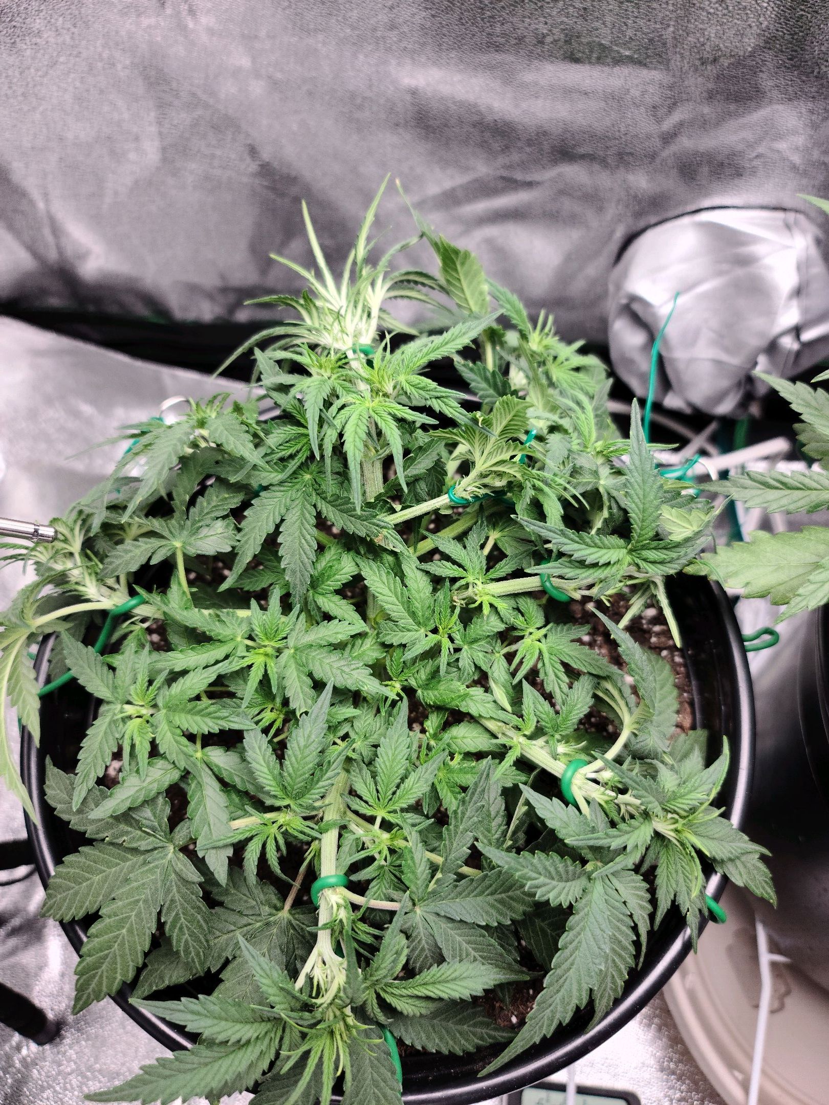 Critical Purple Auto growlog photo 29