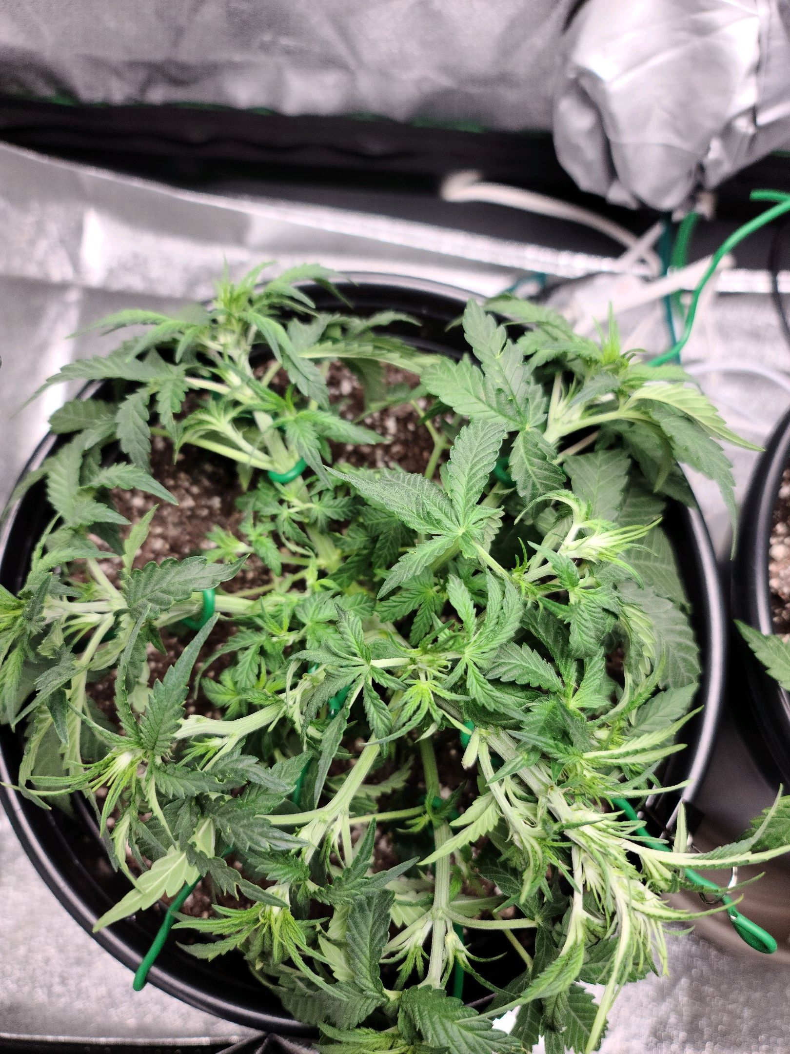 Critical Purple Auto growlog photo 30