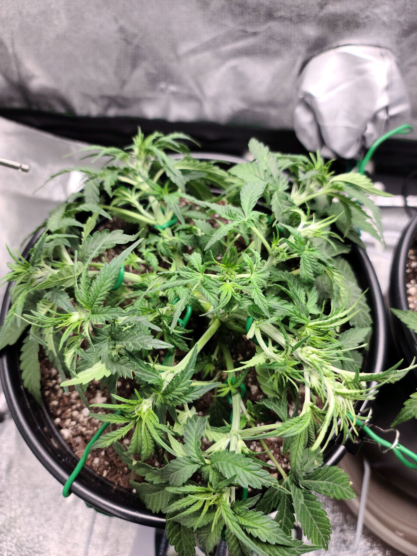 Critical Purple Auto growlog photo 31