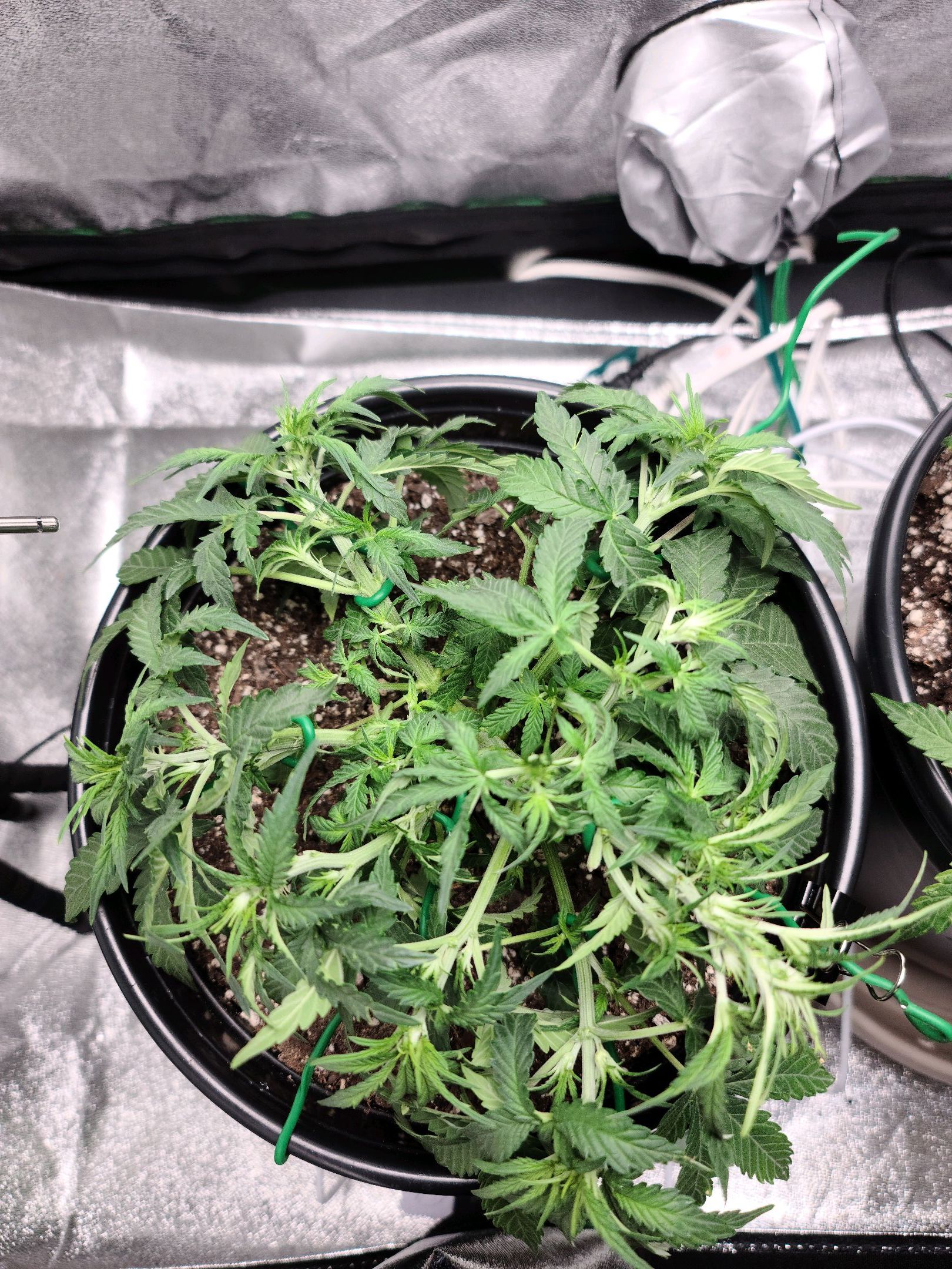 Critical Purple Auto growlog photo 32