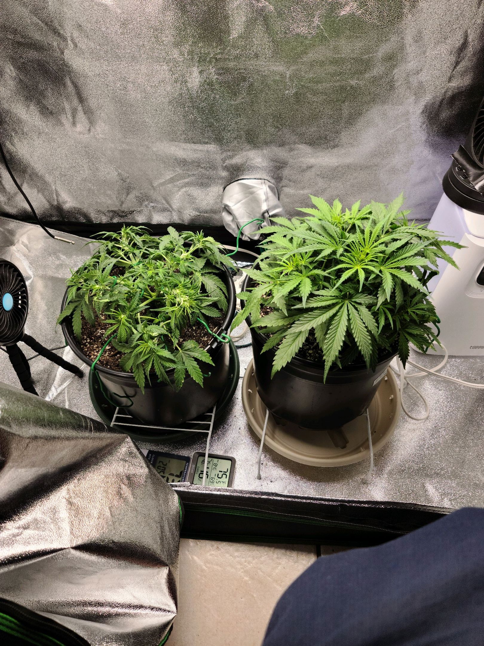 Critical Purple Auto growlog photo 33