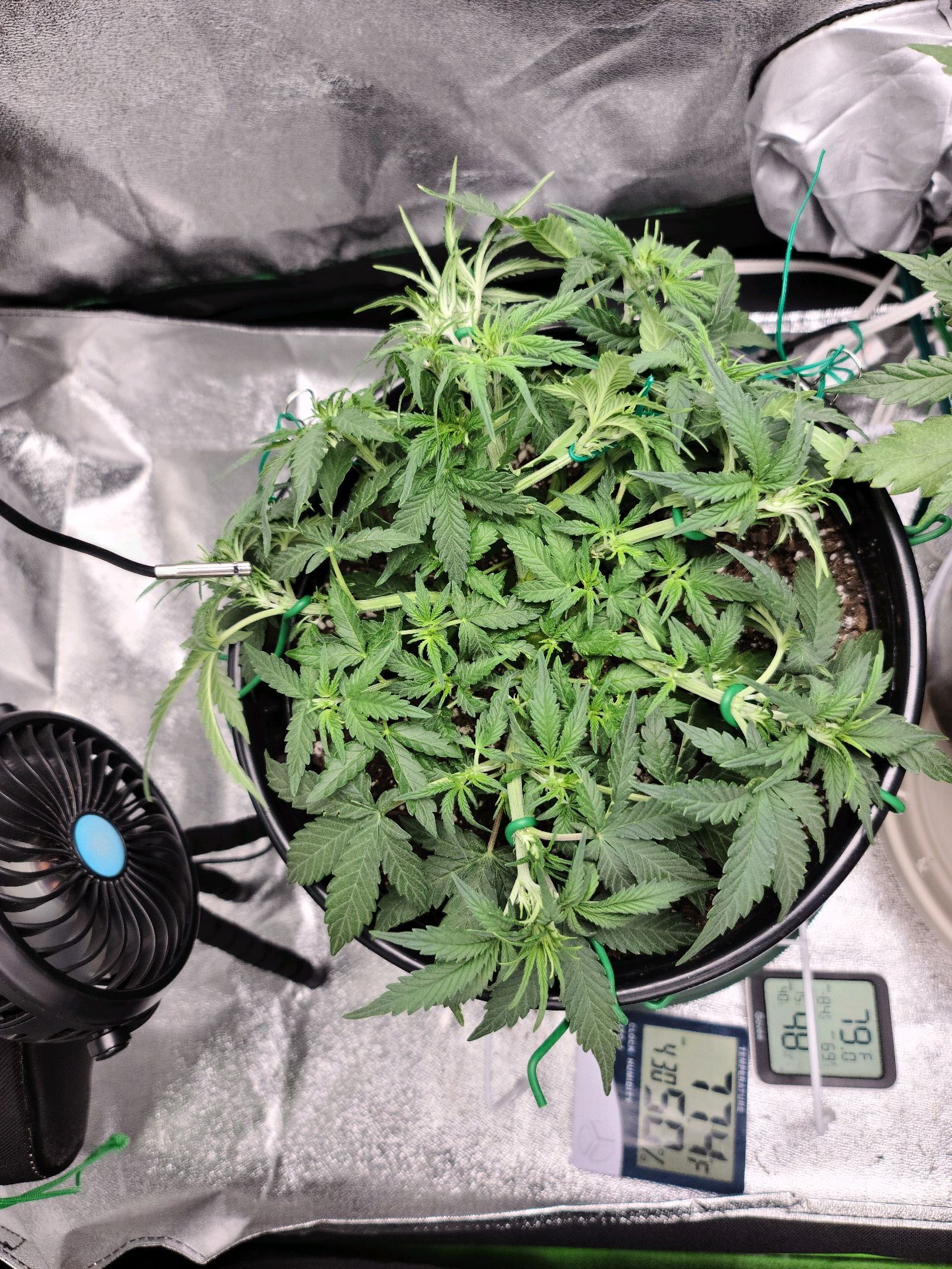 Critical Purple Auto growlog photo 34