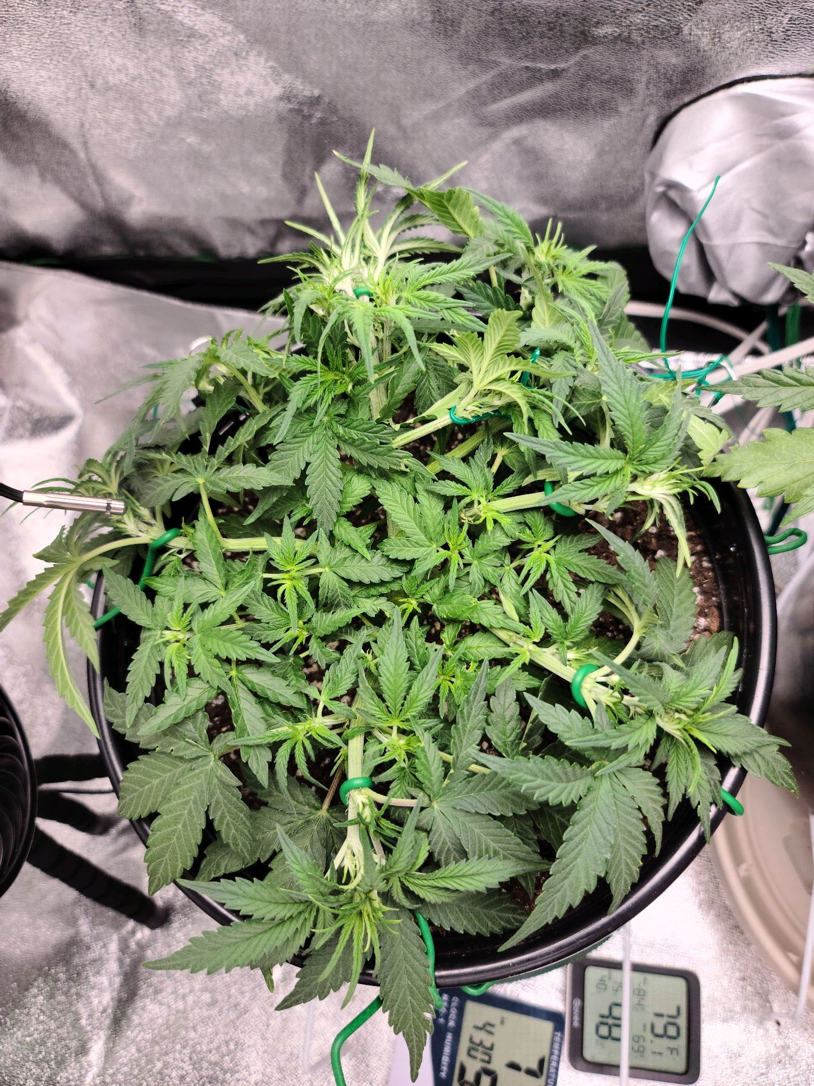 Critical Purple Auto growlog photo 37