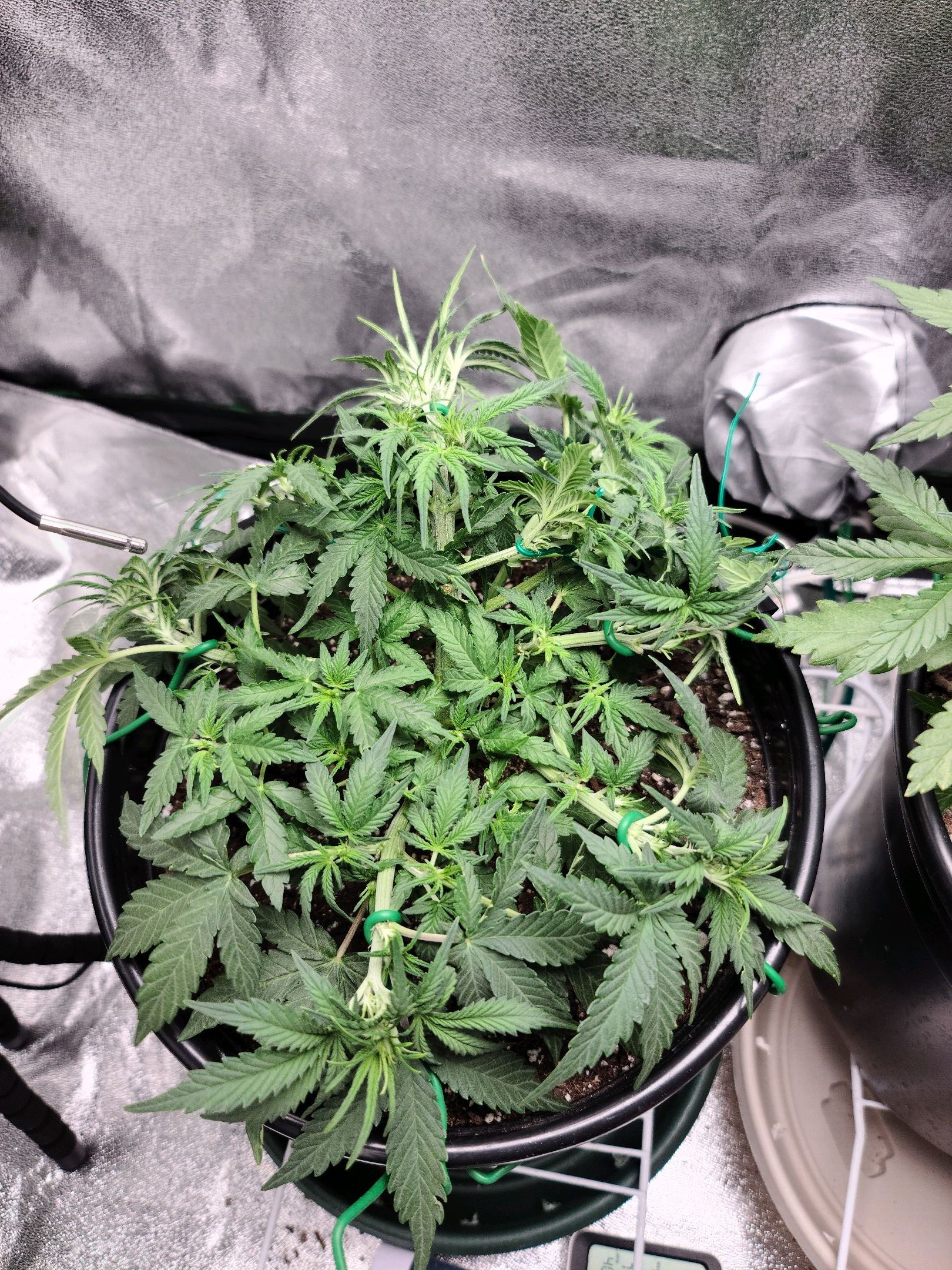 Critical Purple Auto growlog photo 39