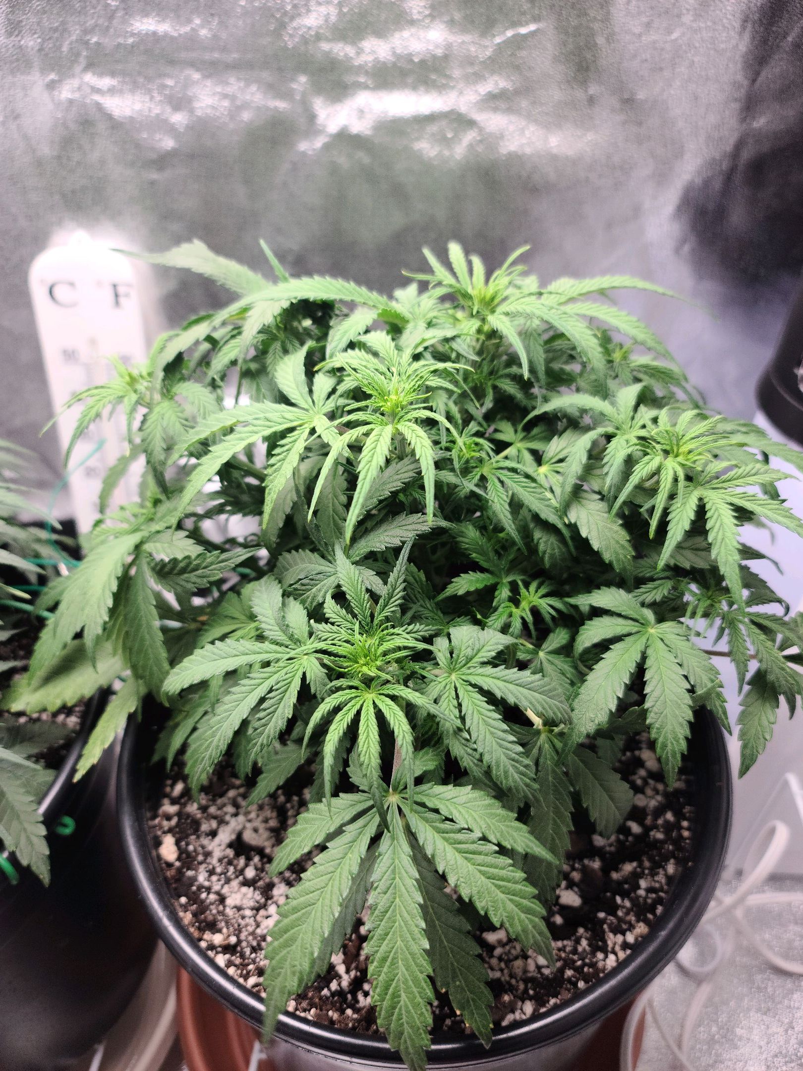 Critical Purple Auto growlog photo 41
