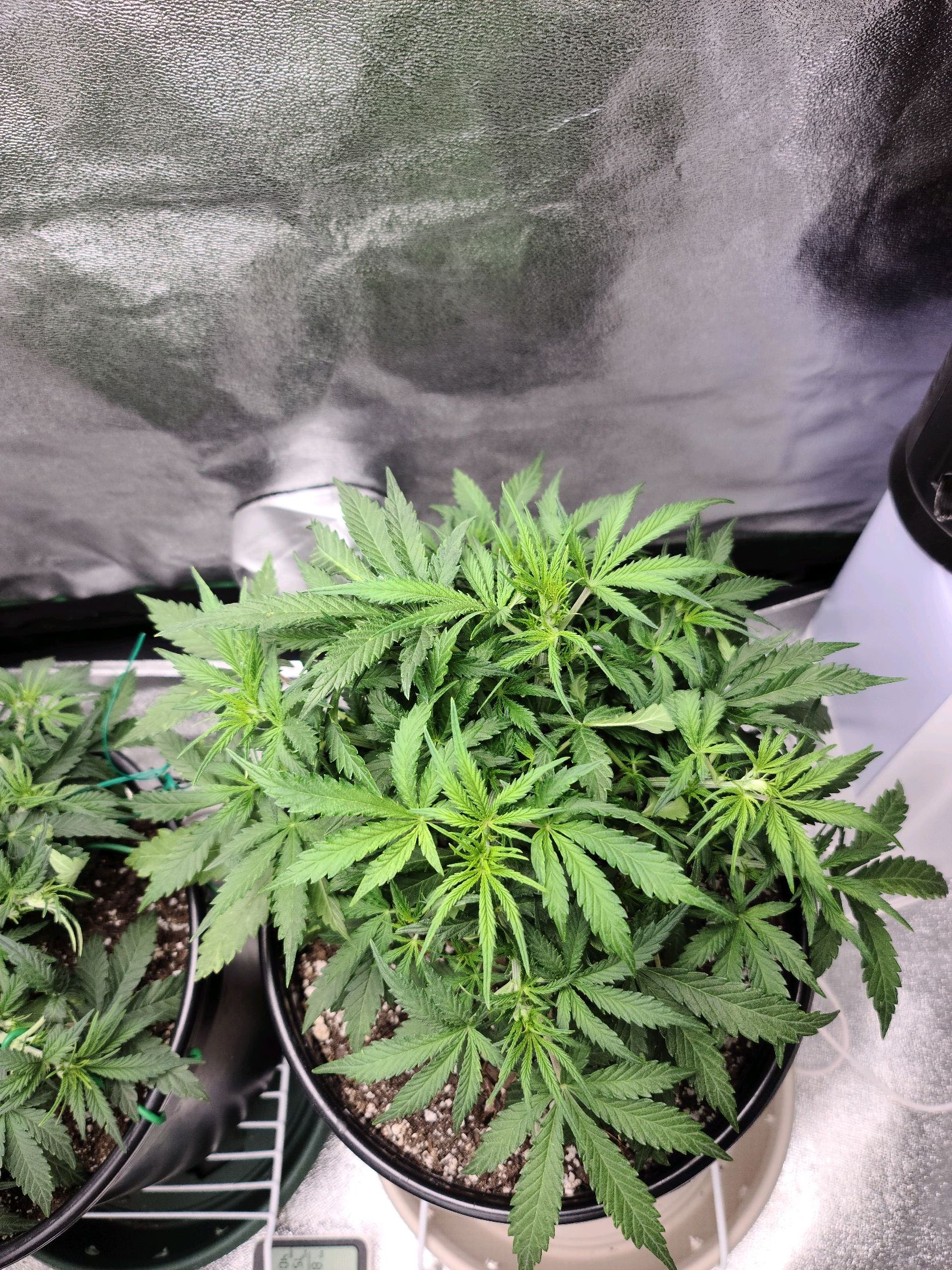 Critical Purple Auto growlog photo 40