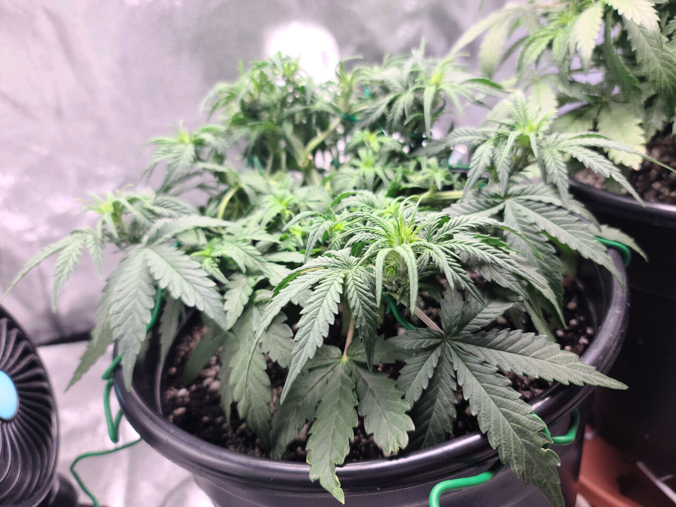 Critical Purple Auto growlog photo 42