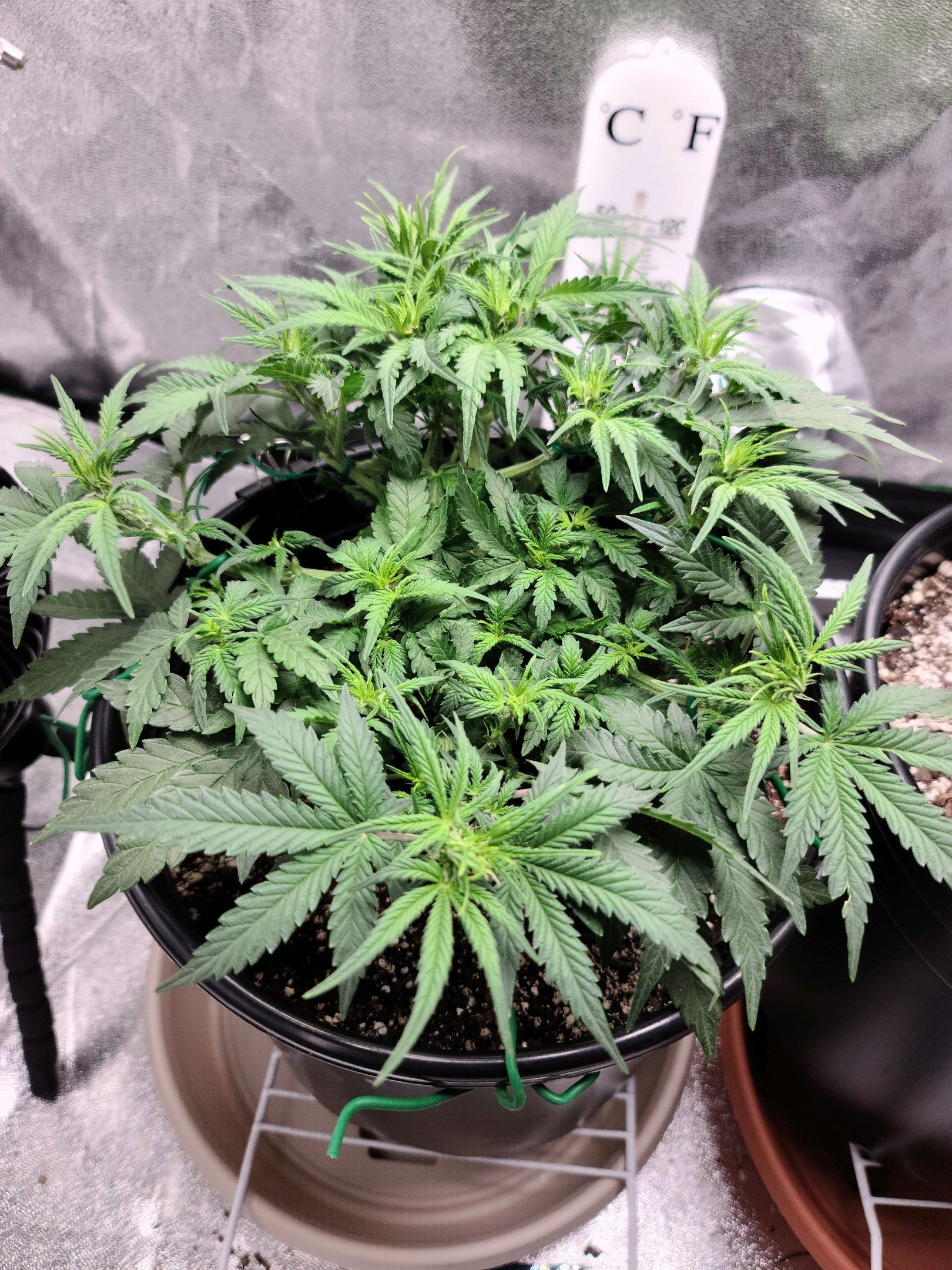 Critical Purple Auto growlog photo 43